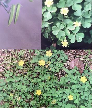 oxalis